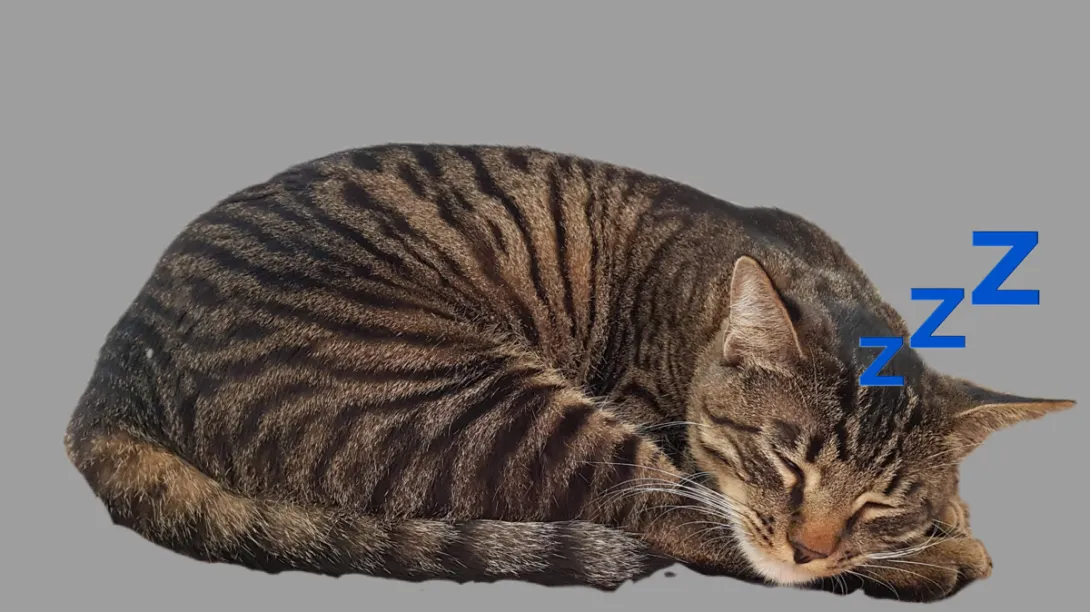 قطة نائمة